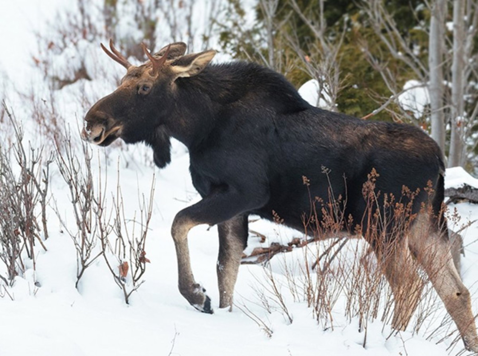 В зимнем лесу